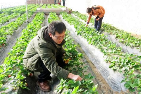 陕西榆林采摘农业：冬天里的勃勃生机