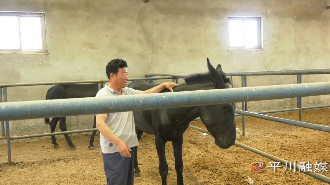 驴养殖技术百度文库_黑驴养殖技术_驴养殖怎么样