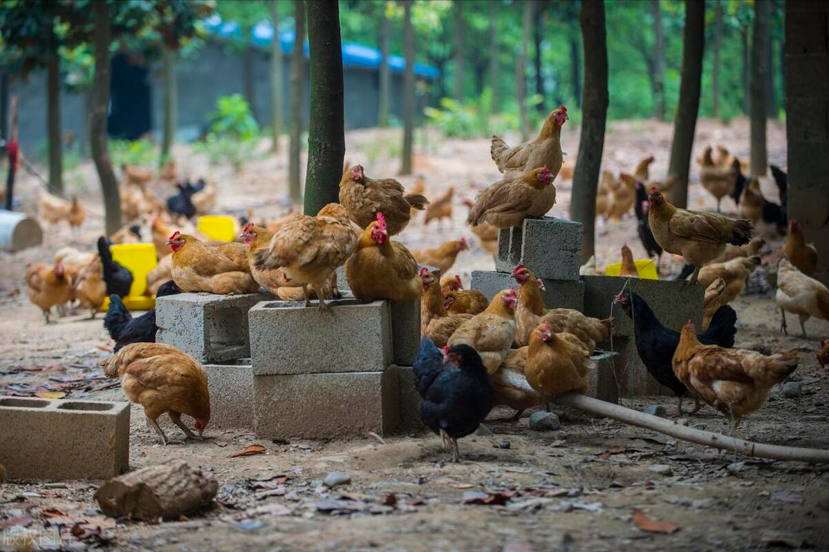 颗粒养殖致富_致富饲料_致富经养殖项目