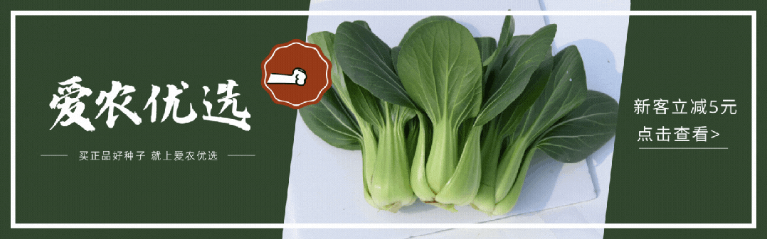 适合大面积种植的蜜本南瓜好品种！果型大，肉质更紧实，耐储运，味道好，产量高！