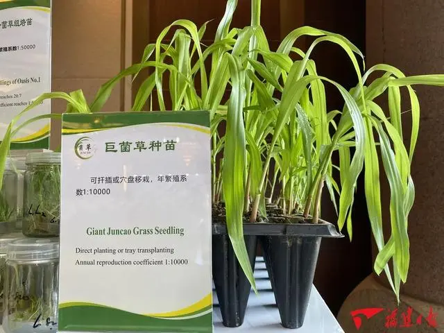 巨皇草的种植技术_巨苗草种子多少钱一斤_巨型株草