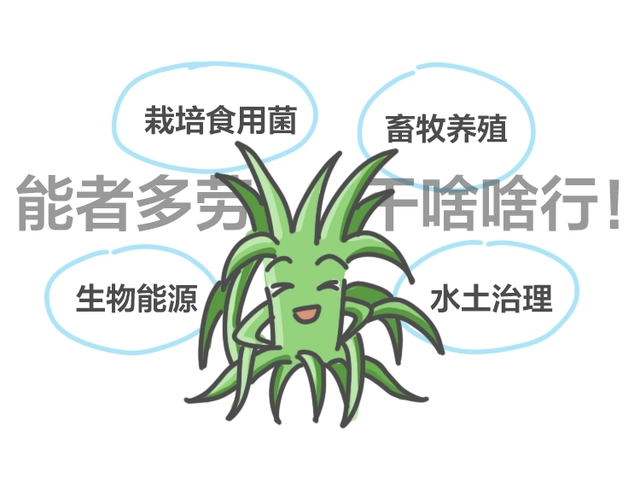 巨型株草_巨皇草的种植技术_巨苗草种子多少钱一斤