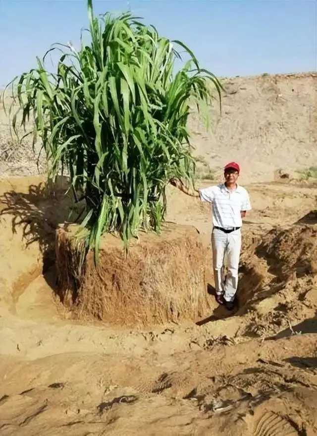 巨型株草_巨皇草的种植技术_巨苗草种子多少钱一斤