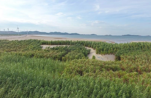 巨型株草_巨苗草种子多少钱一斤_巨皇草的种植技术