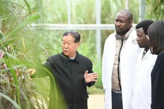 巨型株草_巨皇草的种植技术_巨苗草种子多少钱一斤