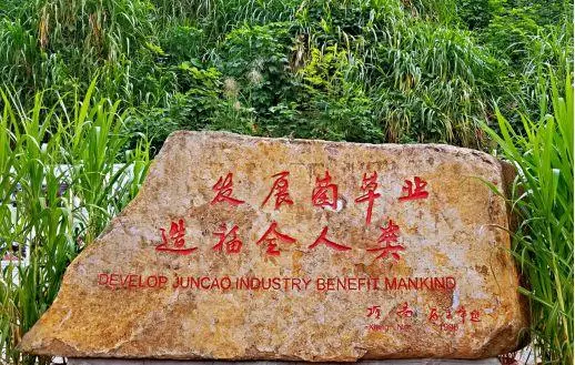 巨皇草的种植技术_巨型株草_巨苗草种子多少钱一斤