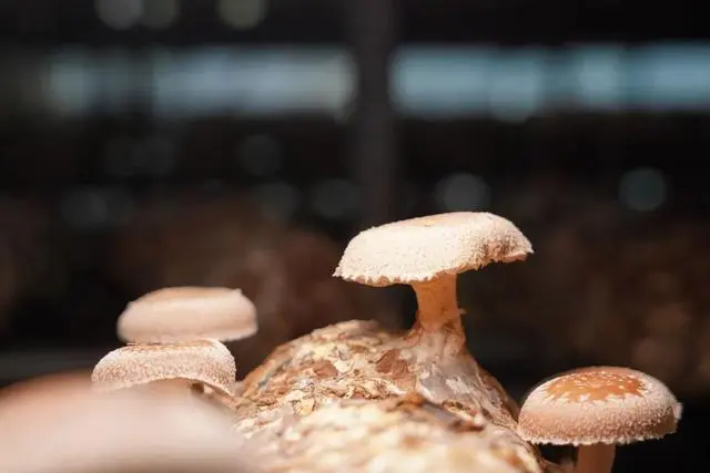 巨皇草的种植技术_巨型株草_巨苗草种子多少钱一斤