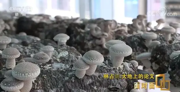 巨型株草_巨苗草种子多少钱一斤_巨皇草的种植技术