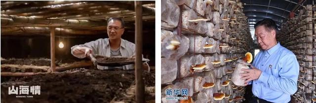 巨型株草_巨皇草的种植技术_巨苗草种子多少钱一斤