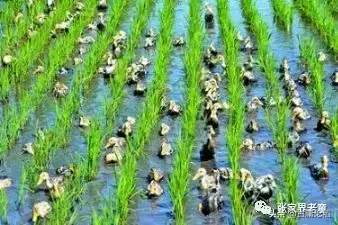 青蛙养殖技术农广天地_青蛙养殖技术农广天地_青蛙养殖技术农广天地