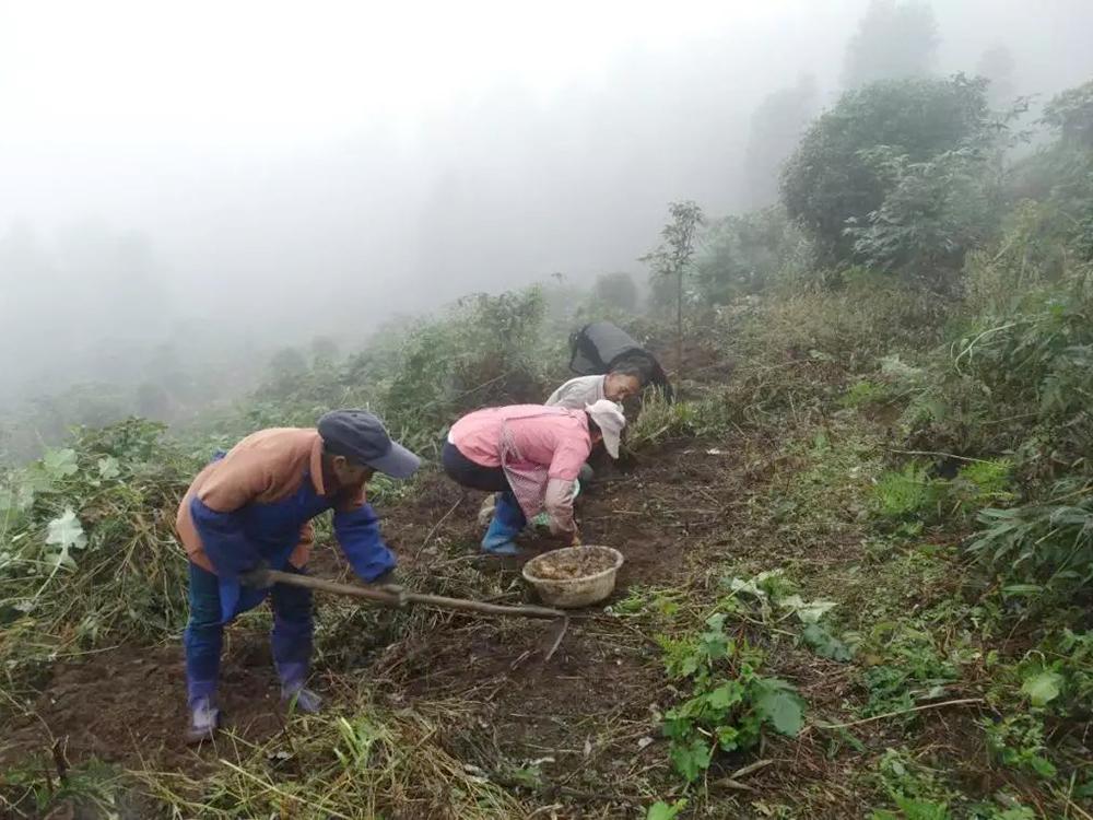 黑天麻种植技术_种植天麻黑技术是什么_天麻种植全套完整流程