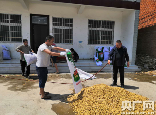 河南舞钢：花生种植“生”出致富路