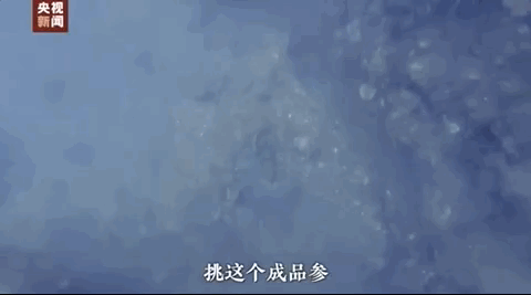 致富经海参养殖视频_致富经海参殖视频_致富经海参