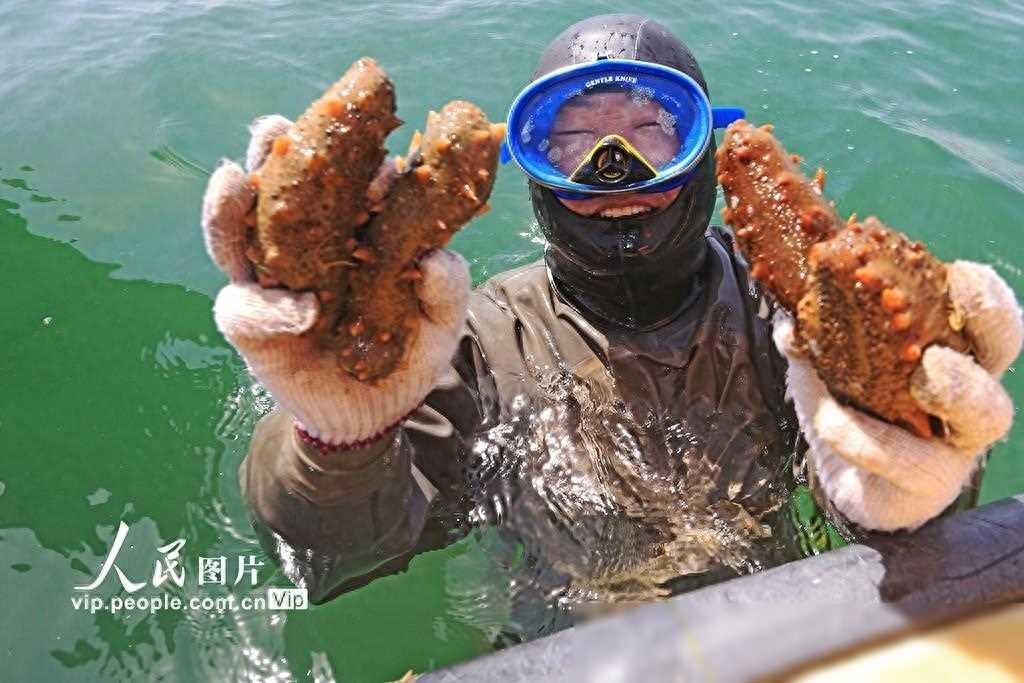 山东荣成：22万亩海参盛宴开启，海洋珍宝闪亮登场