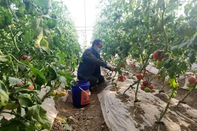致富经西红柿种植技术_西红柿种植效益_西红柿种植高产技术