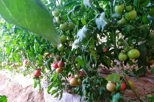 西红柿种植效益_致富经西红柿种植技术_西红柿种植高产技术