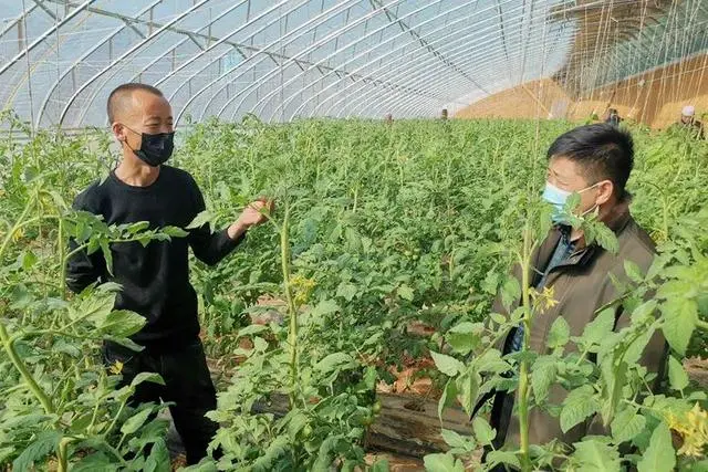 致富经西红柿种植技术_西红柿种植高产技术_西红柿种植效益