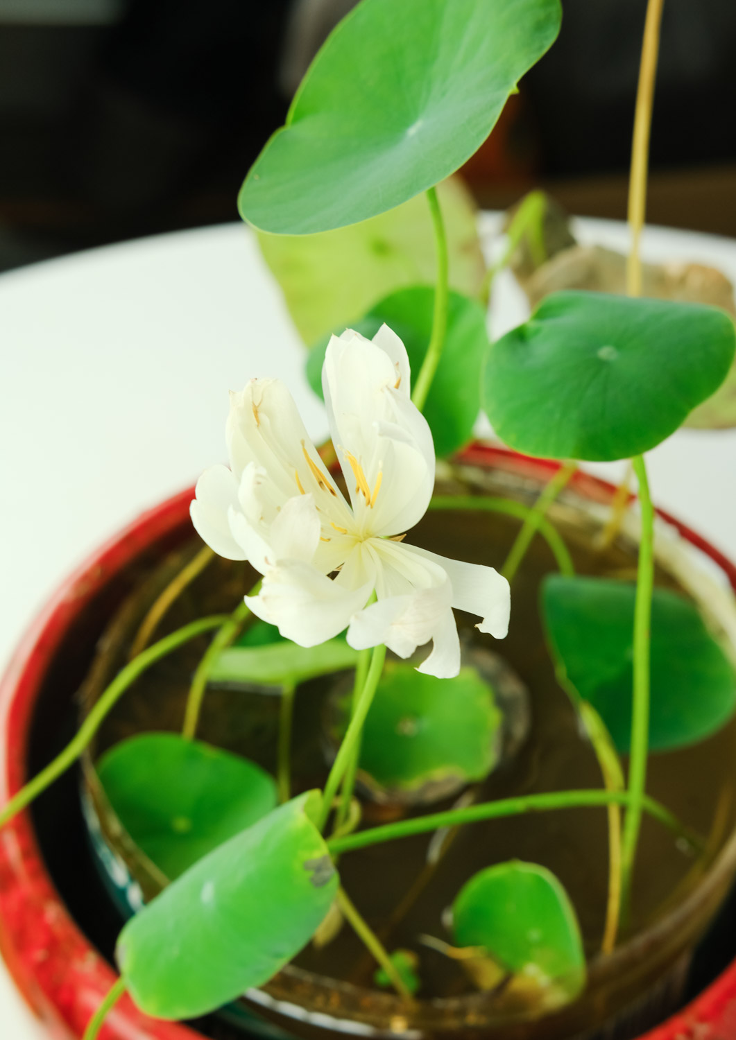 碗莲的种植法_碗莲种植技术_种植技术碗莲技术要点