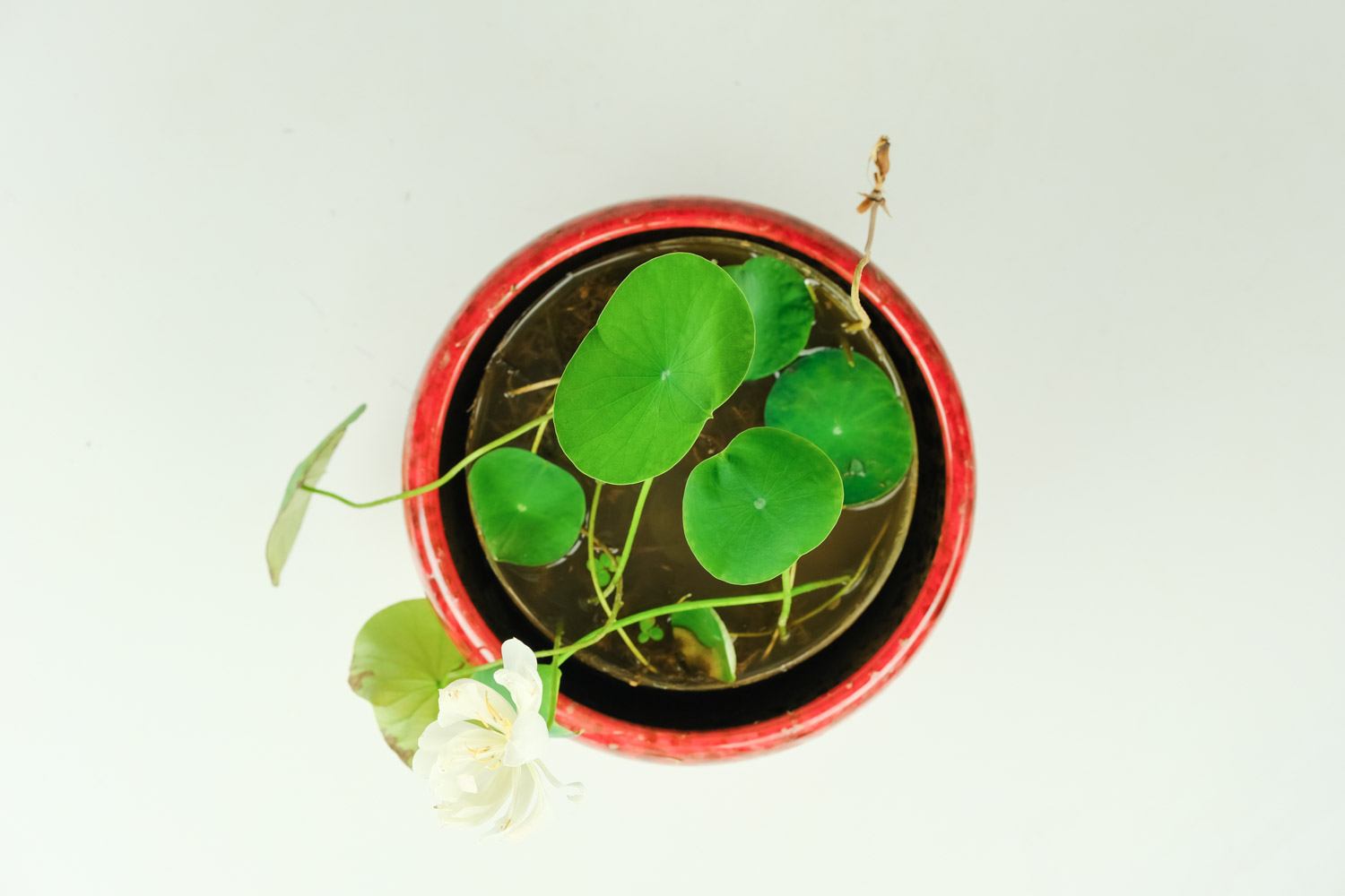 碗莲种植技术_碗莲的种植法_种植技术碗莲技术要点