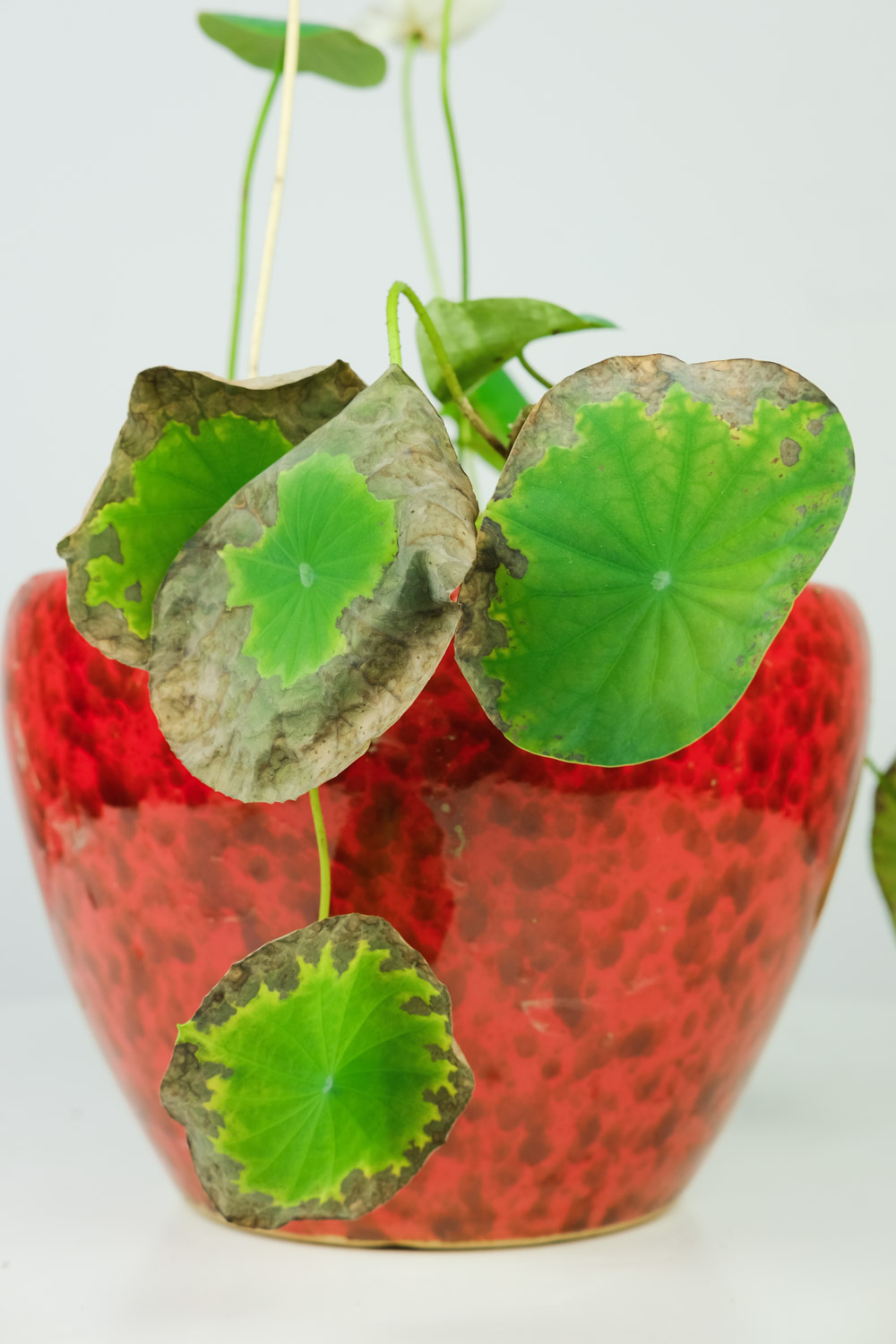 碗莲的种植法_碗莲种植技术_种植技术碗莲技术要点
