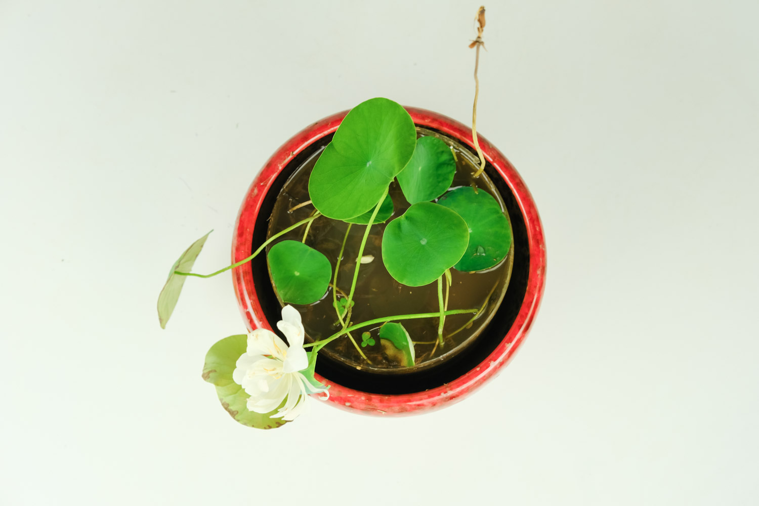 碗莲的种植法_种植技术碗莲技术要点_碗莲种植技术