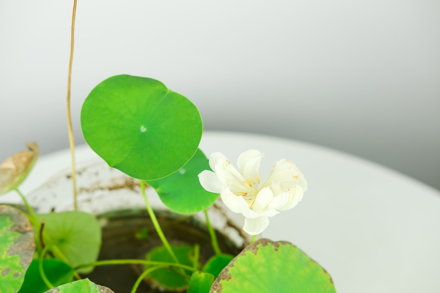 碗莲的种植法_种植技术碗莲技术要点_碗莲种植技术