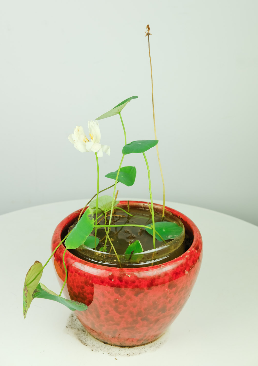 种植技术碗莲技术要点_碗莲的种植法_碗莲种植技术