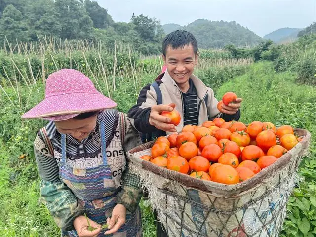 息烽县青山苗族乡：西红柿丰收采摘忙映“红”村民致富路