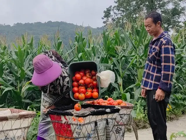 致富经番茄种植视频_致富番茄种植视频_种植番茄致富