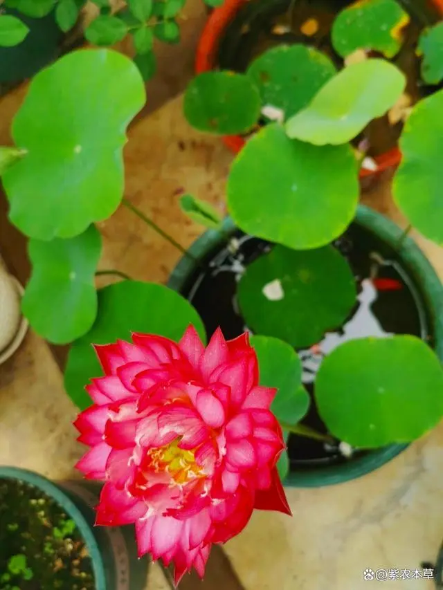 二、碗莲的水培技艺与四季开花秘诀