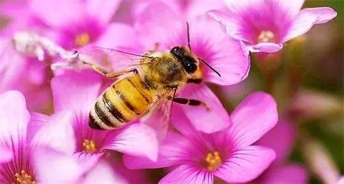 广西黄粉虫养殖技术_广西黄粉虫养殖技术_广西黄粉虫养殖技术