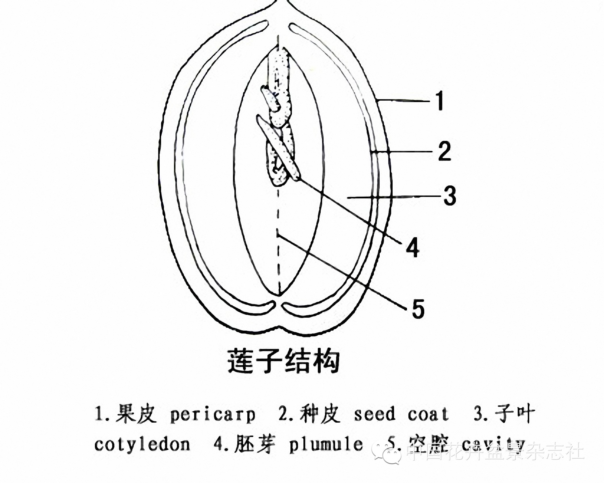碗莲的种植法_碗莲种植视频教程_碗莲种植技术