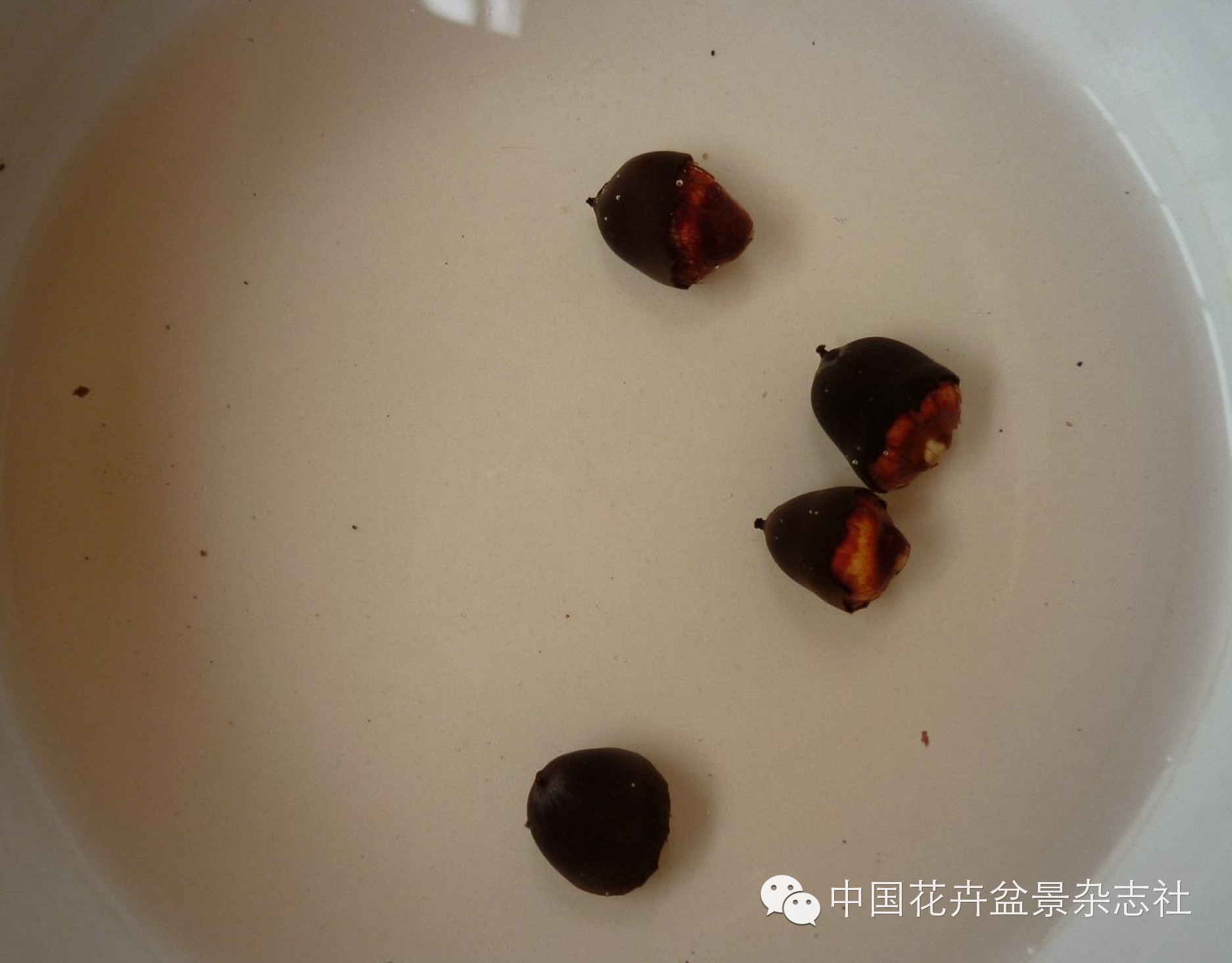碗莲种植技术_碗莲种植视频教程_碗莲的种植法