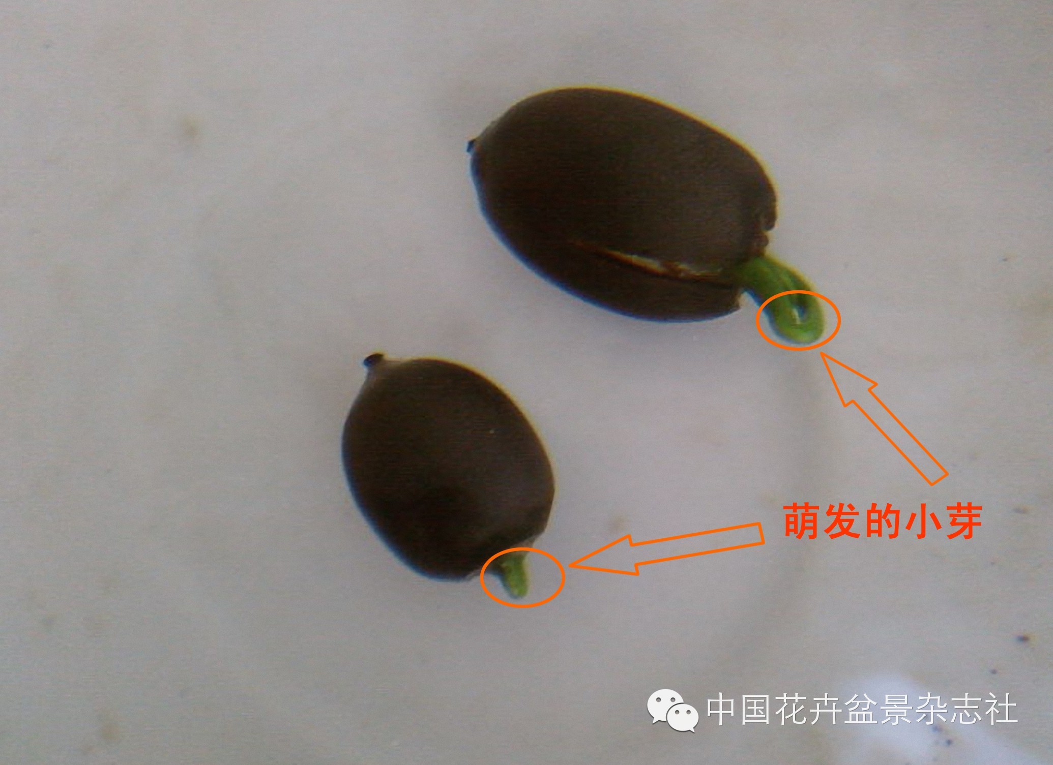 碗莲的种植法_碗莲种植视频教程_碗莲种植技术