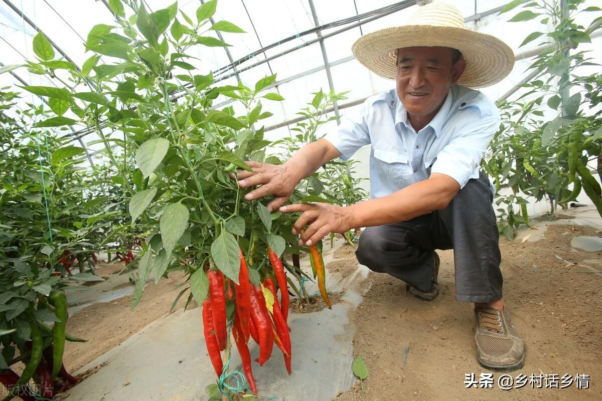 优质作物推广成效及经验_成效作物优质推广经验总结_如何推广作物品种