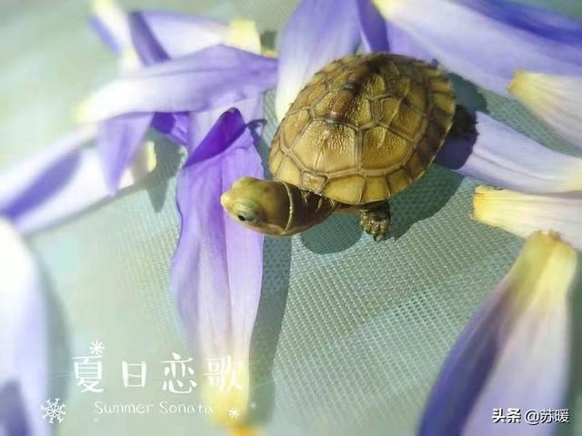 养殖技术草龟视频_草龟养殖技术与视频_草龟的养殖技术
