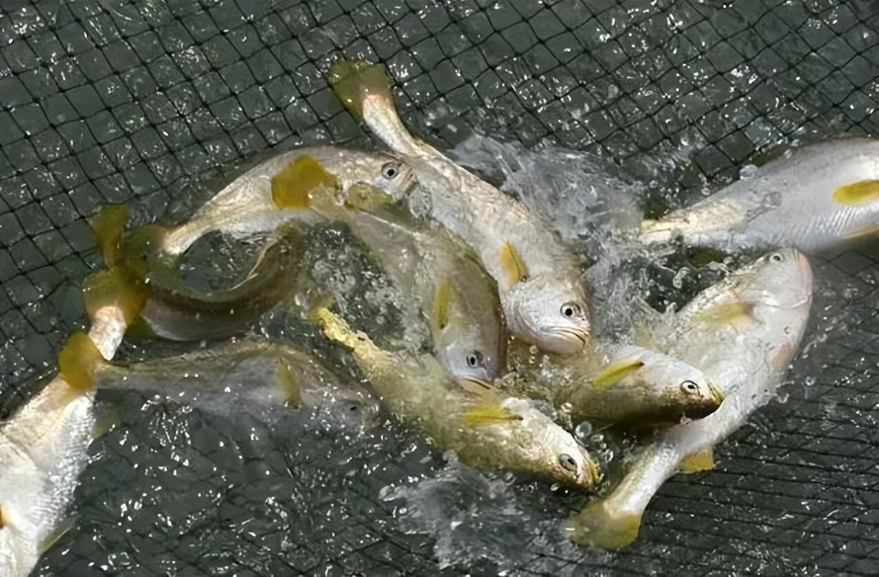 淡水养殖鱼类技术有哪些_淡水养殖鱼类技术要求_淡水鱼类养殖技术