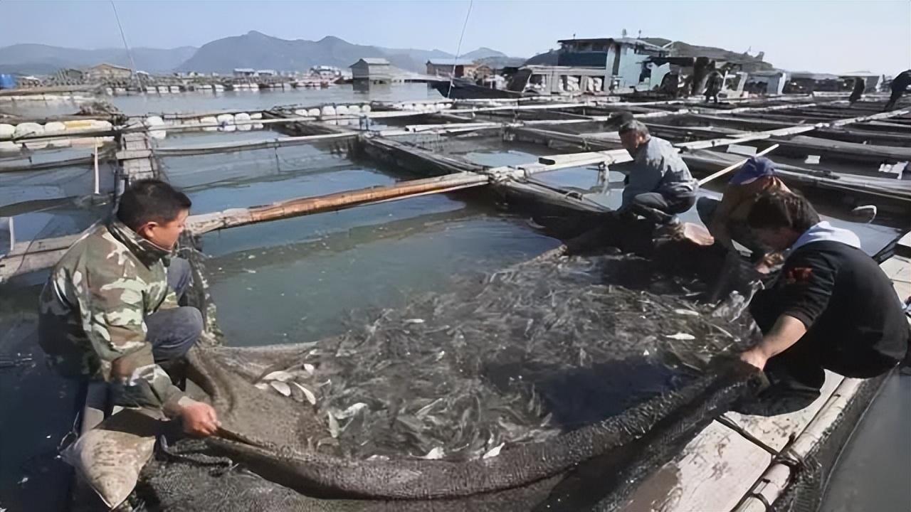 淡水养殖鱼类技术有哪些_淡水养殖鱼类技术要求_淡水鱼类养殖技术
