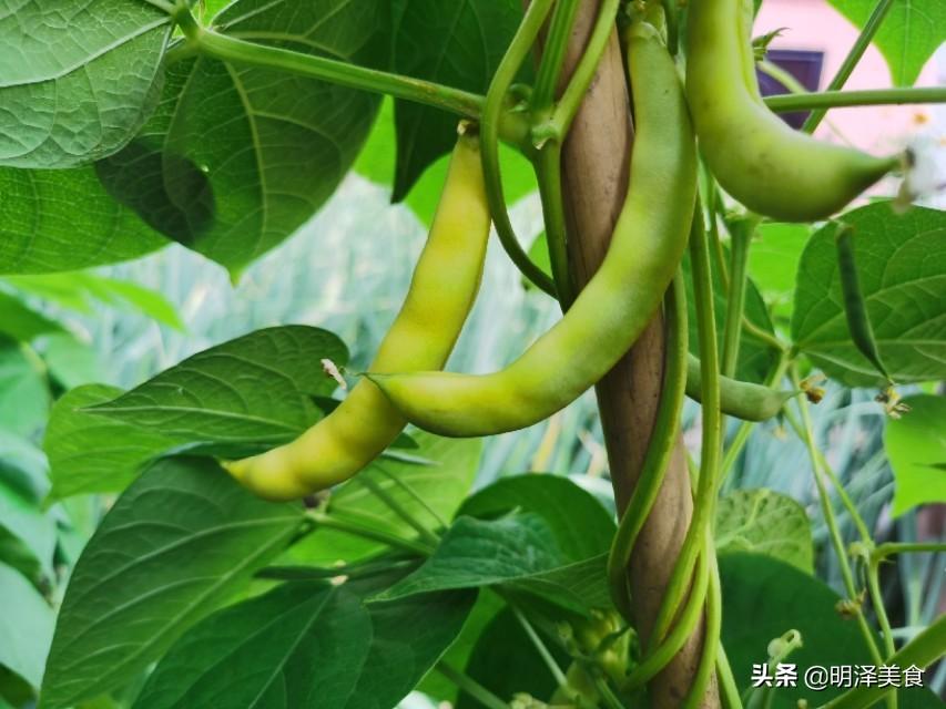 黄金勾几月份种_黄金勾亩产多少斤_黄金勾种植技术