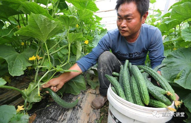 最全面黄瓜种植技术要点，掌握核心技术的你才能成功，黄瓜种植户