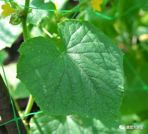 黄瓜种植早春技术要点_早春黄瓜种植技术_黄瓜种植早春技术视频