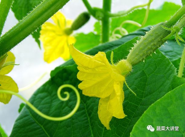 黄瓜种植早春技术视频_早春黄瓜种植技术_黄瓜种植早春技术要点