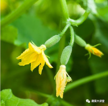 早春黄瓜种植技术_黄瓜种植早春技术视频_黄瓜种植早春技术要点