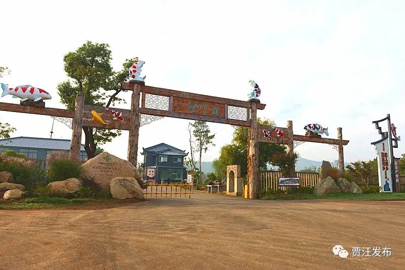 致富经锦鲤养殖视频_致富养殖锦鲤项目简介_锦鲤养殖致富项目