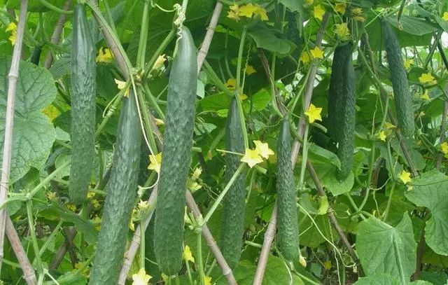 设施黄瓜早春栽培_黄瓜种植早春技术视频_早春黄瓜种植技术