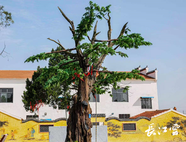 湖北种植业什么最赚钱农村_湖北地区一般种植什么树比较好_湖北种植致富树