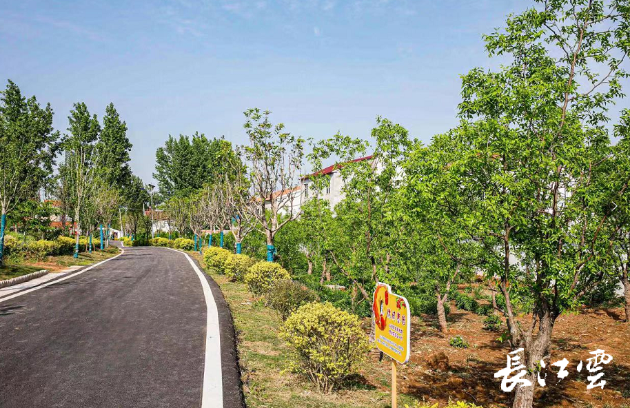 湖北种植致富树_湖北种植业什么最赚钱农村_湖北地区一般种植什么树比较好