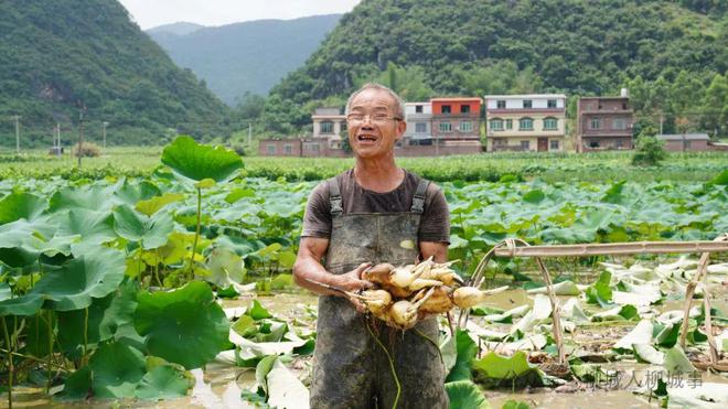 致富种植莲蓬池塘视频_池塘种植莲蓬致富_莲蓬种植一亩投资及效益