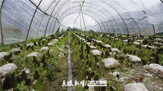 羊肚菌种植技术_羊肚菌种植技术培训视频_种羊肚菌视频