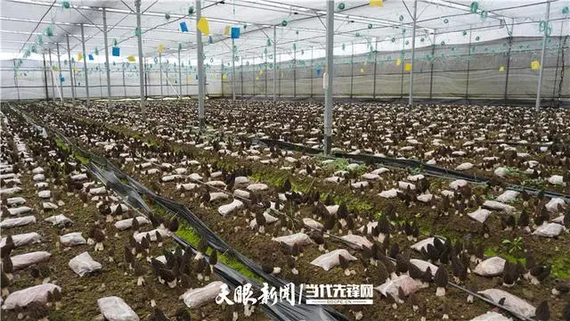 羊肚菌种植技术培训视频_种羊肚菌视频_羊肚菌种植技术